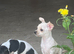 Stunning cutie chihuahua puppies