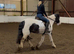 Pony club/ games/ hunt pony 12.2hh mare 8 yrs
