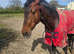 Cleveland bay stallion 3yr old