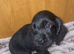 Cockerdor puppy