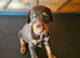 Top Quality KC'D Stunning Chunky Dobermann pups