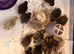 Coturnix quail chicks