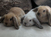 Mix litter of pure mini lops
