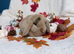 Mini lop and mini plush lop