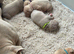 Pocket bullys