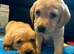 Beautiful Litter Of Labrador Puppies Ready To Leave