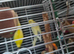 Yellow budgie for sale