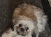 Imperial ShihTzu puppy his sister is also available