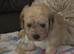 Beautiful Toy Poodle Puppies