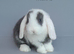 Beautiful mini lop rabbits ready now