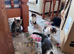 5 beautiful kittens available