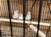 zebra finch