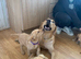 Red and golden Labrador pups