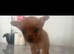 Beautiful puppy’s 2 left