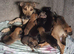 Puppies