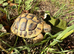 HERMANN&rsquo;S Garden Tortoises