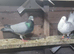 2 pairs of racers