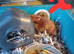 I have 3 Syrian hamster for sale