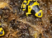 Bumble Bee Dart Frogs
