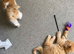 Beautiful fluffy male kittens