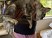 Maine Coon Kitten