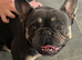 2 beautiful frenchies