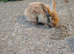 Mini rex x mini lop