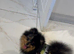 Black & Tan Merle