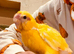 Hand reared super tame kakrekis