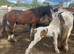 Lovely mare and foal for sale