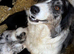 Collie pups from working parents
