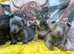 Beautiful pure breed puppies