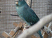 Three Kakariki siblings