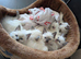 Beautiful Ragdoll Kittens