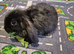 2 beautiful mini lop babies