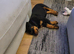 Gorgeous Rottweiler puppy