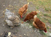 4 hens