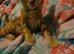 7 beautiful kittens