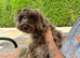 Cockapoo 6 months old