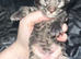 Easter kittens maine coon cross