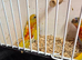Breeding pair off turks