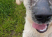 Lovely Puppy Boy (KC)