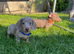 Females and males miniature dachshunds
