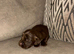 Cocker spaniel puppies