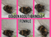 Beautiful crested baby guinea pigs