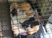 Gorgeous Lab puppies