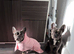 PUPPIES READY TO GO NOW