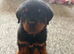 female rottweiler