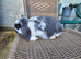 Mini lop baby