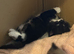 Beautiful Black and White Maine coon X kittens